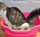 Cistite Idiopatica Felina: la causa più frequente di cistite nel gatto